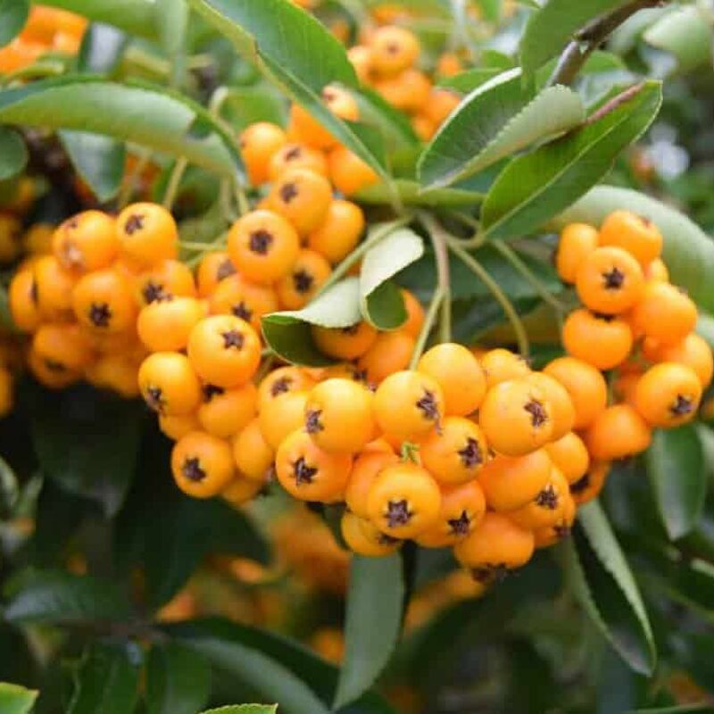 Pyracantha 'Soleil d'Or' 60-80 cm